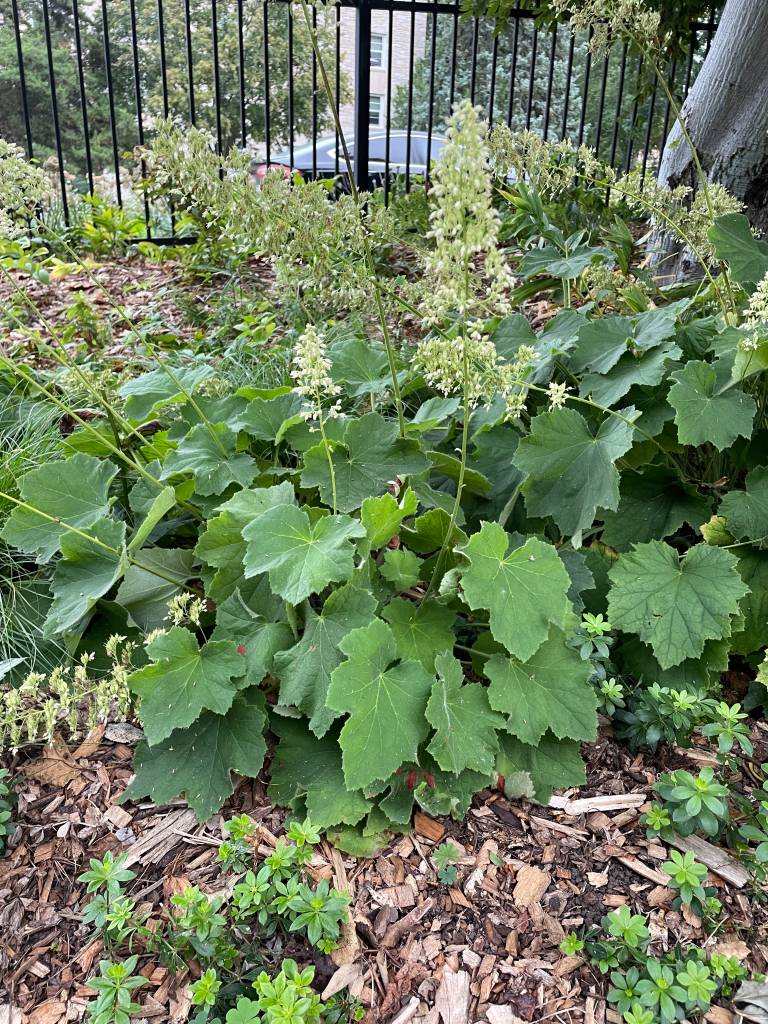 Plant name: Coral Bells Heuchera villosa 